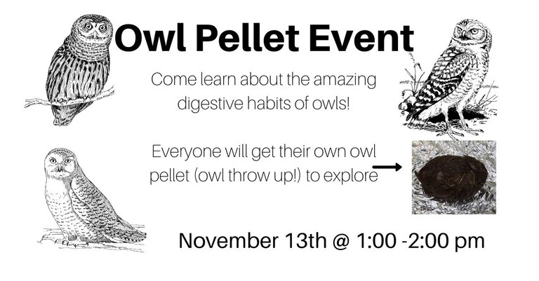 Owl Pellet Event.jpg